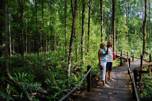 Mangrove forest and orangutan tour near Penang,Penang Island:Photos ...