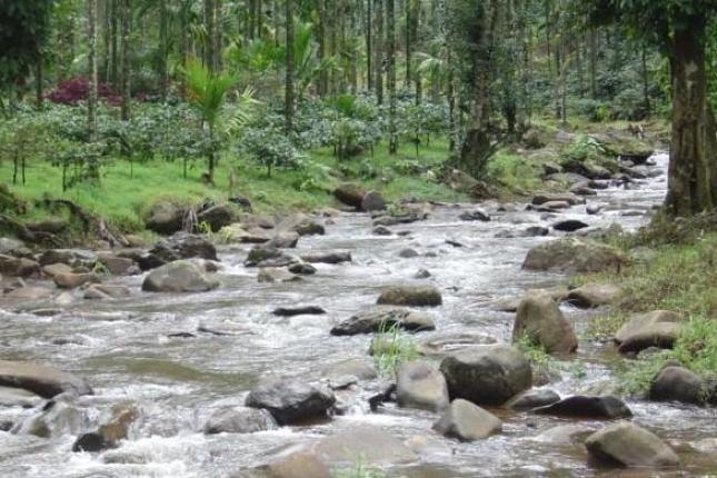 Nature Nirvana,Chikmagalur:Photos,Reviews,Deals