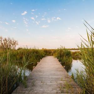 Arles-Camargue