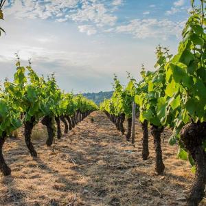 Beaujolais