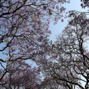 Pretoria